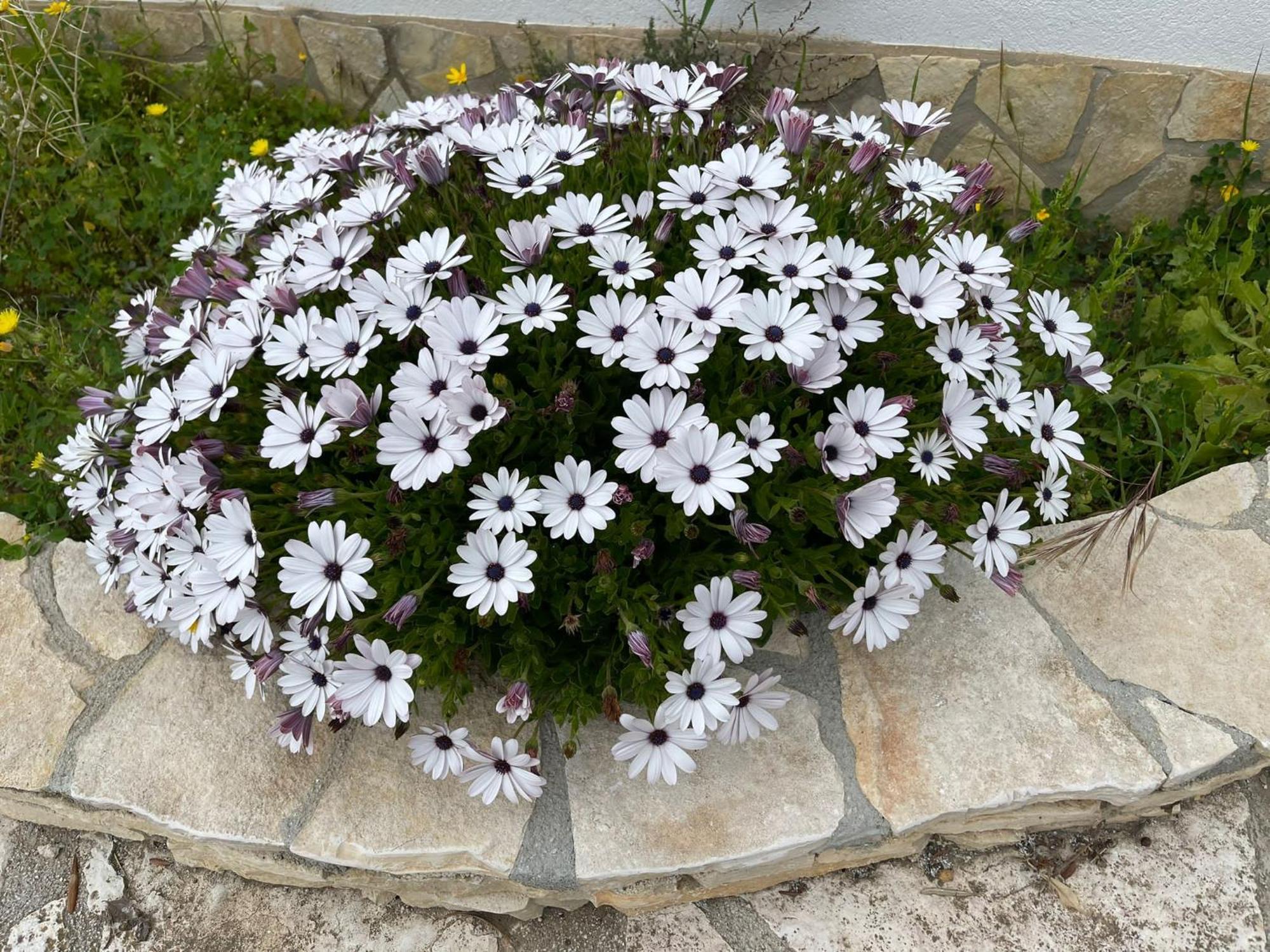 Fiori Di Campo Villa Sciacca Exteriör bild